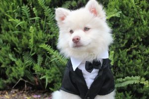 5 Tips for How to Include Your Dog In Your Wedding